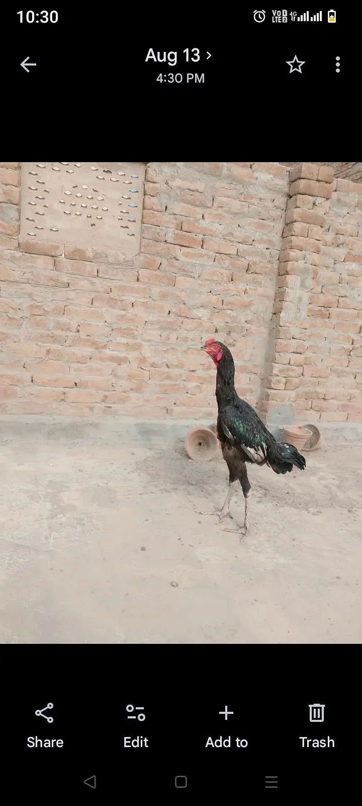 pure aseel high quality mushka lasani jawa breed — photo 2