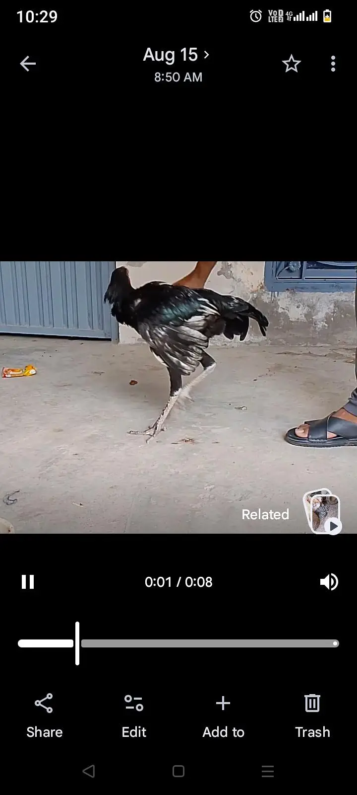 pure aseel high quality mushka lasani jawa breed — photo 4