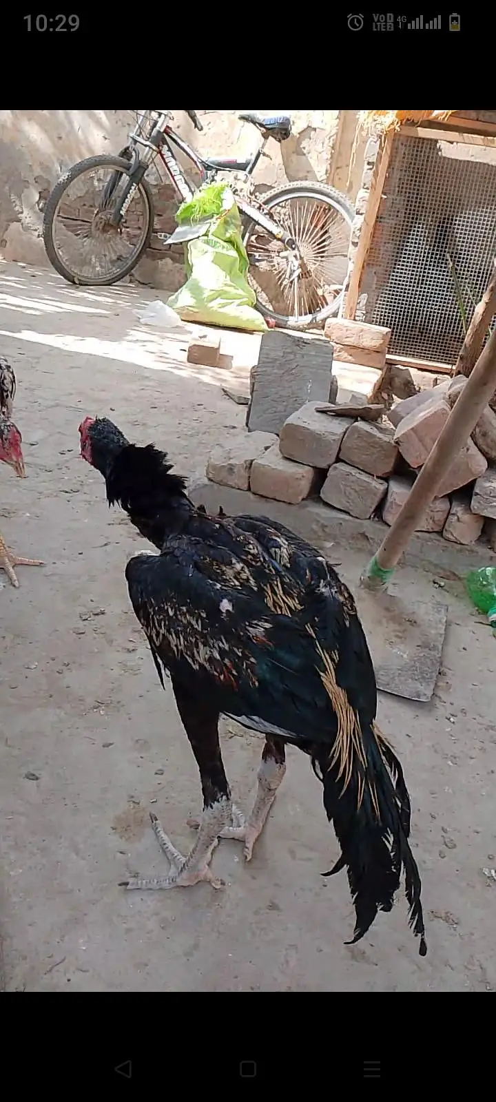 pure aseel high quality mushka lasani jawa breed — photo 5
