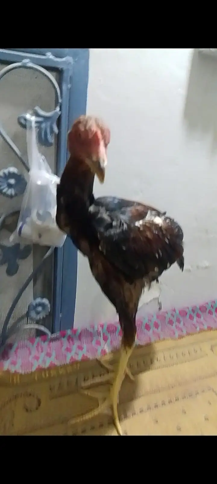 pure aseel high quality mushka lasani jawa breed — photo 6
