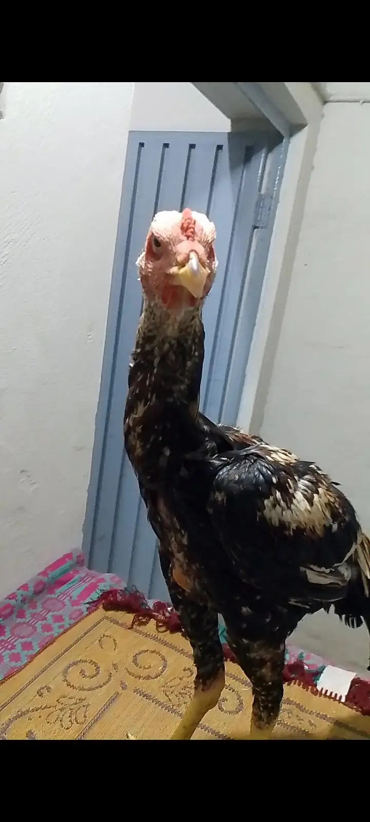 pure aseel high quality mushka lasani jawa breed — photo 7