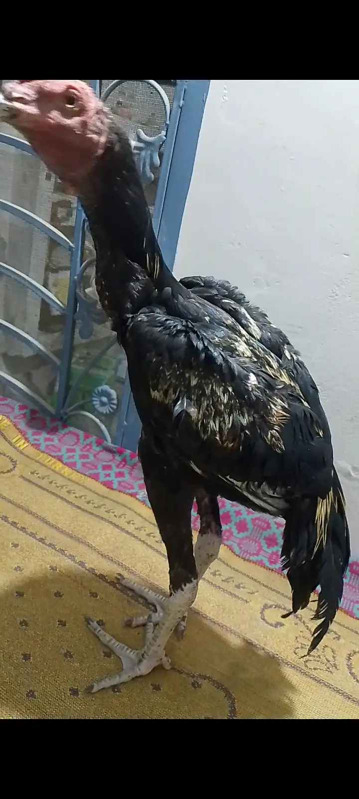 pure aseel high quality mushka lasani jawa breed — photo 8