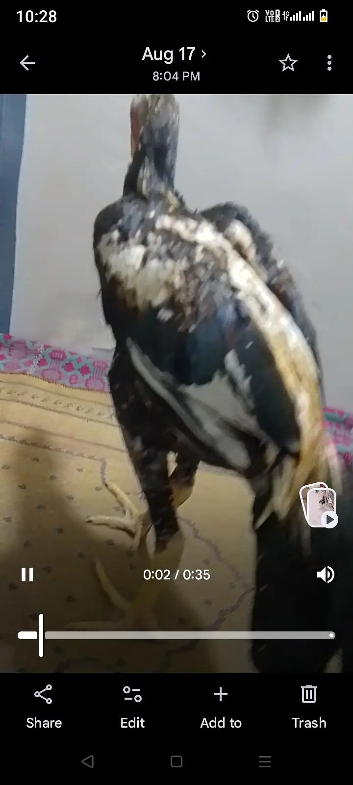 pure aseel high quality mushka lasani jawa breed — photo 9
