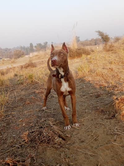 pittbull female puppy for sale ha bahout hee munasib price ma