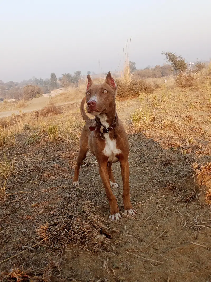 pittbull female puppy for sale ha bahout hee munasib price ma