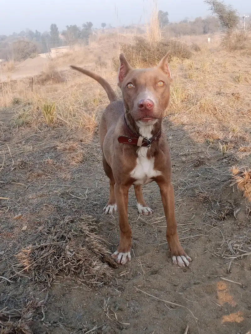 pittbull female puppy for sale ha bahout hee munasib price ma — photo 2