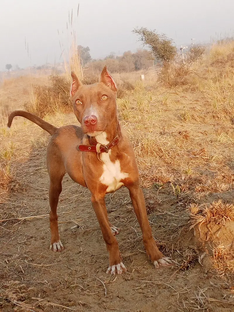 pittbull female puppy for sale ha bahout hee munasib price ma — photo 3