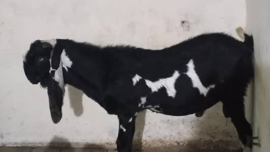 breeder bakra 03246609192
