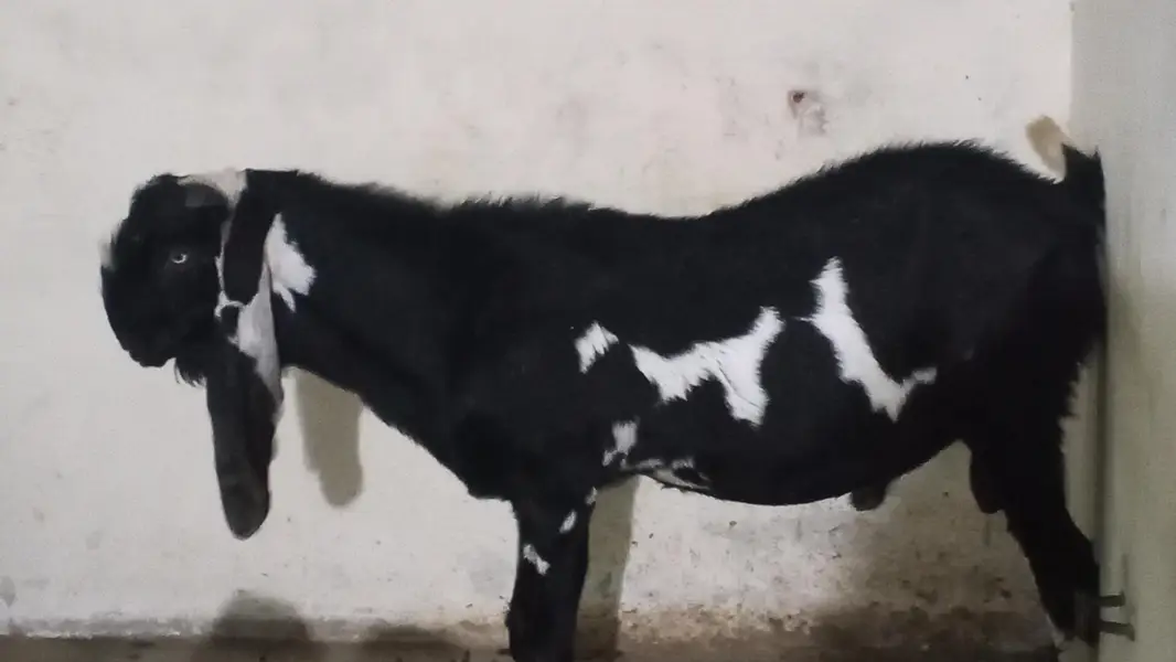 breeder bakra 03246609192