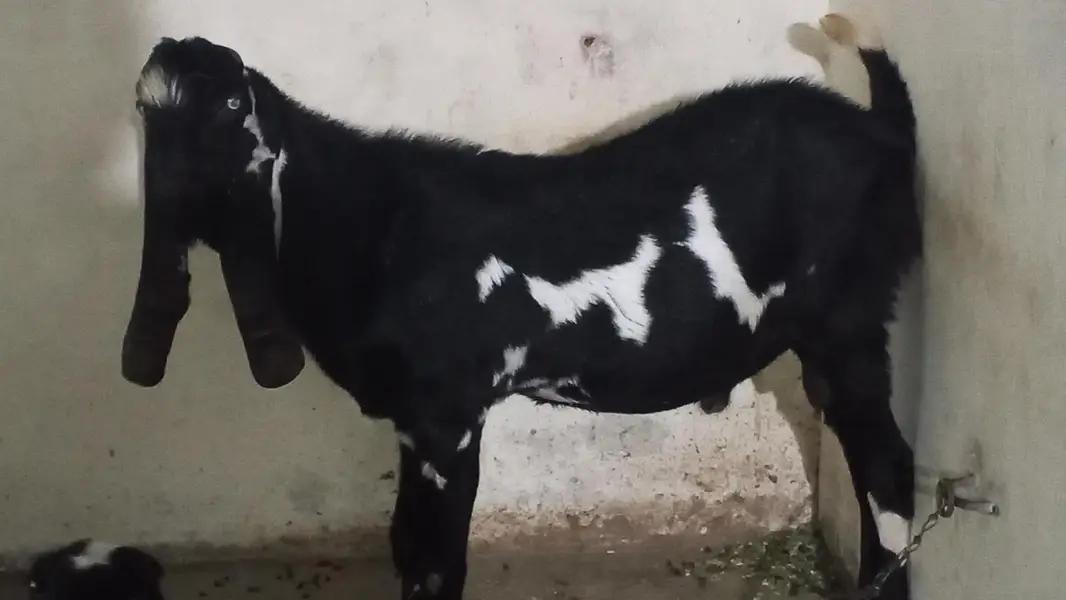 breeder bakra 03246609192 — photo 2