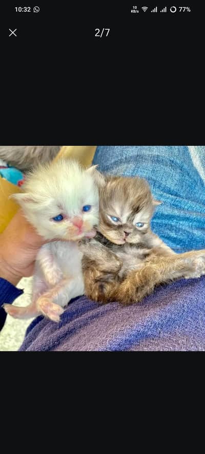 pure punch face cat kittens