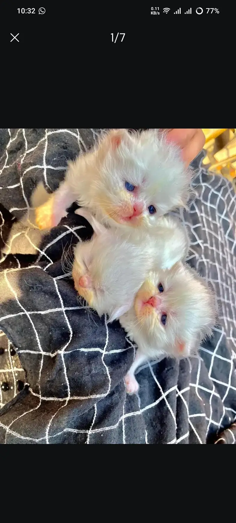pure punch face cat kittens — photo 2