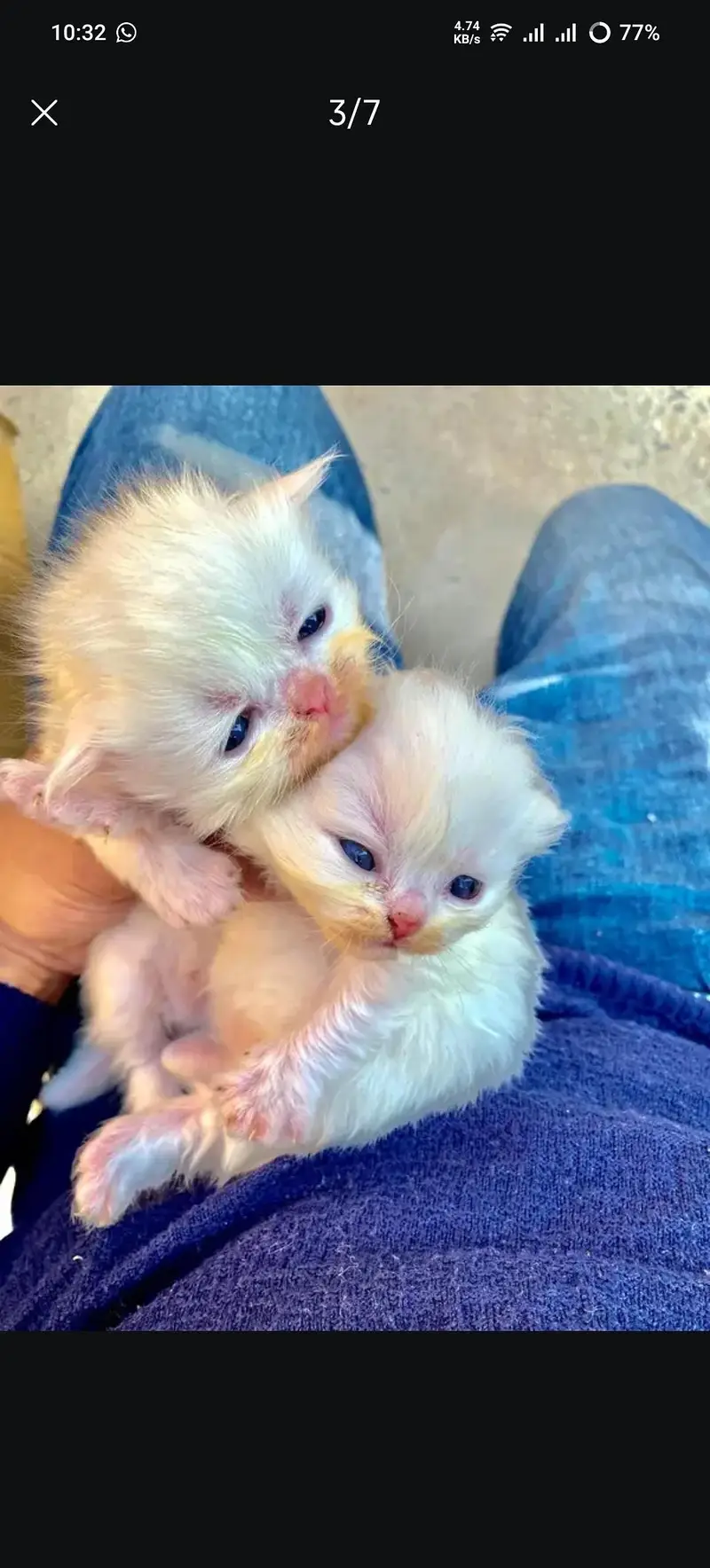 pure punch face cat kittens — photo 3