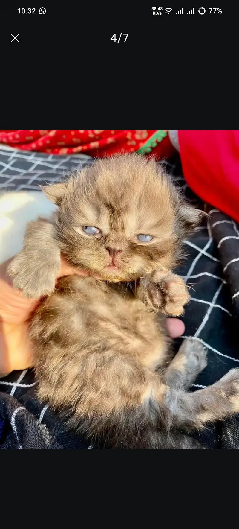 pure punch face cat kittens — photo 4