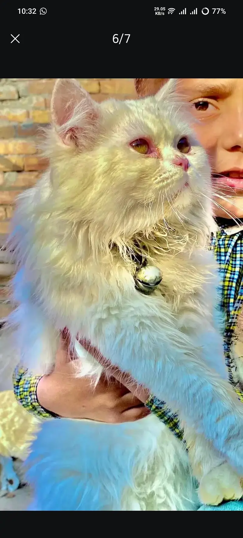pure punch face cat kittens — photo 6