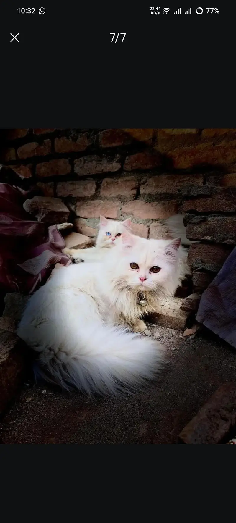pure punch face cat kittens — photo 7