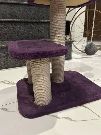 brand new cat scratcher for kittens