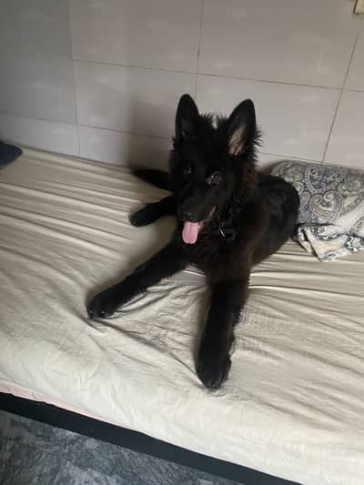 Black german shepherd Long Coat