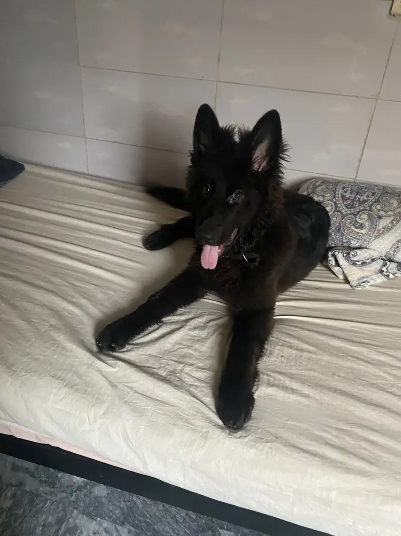 Black german shepherd Long Coat