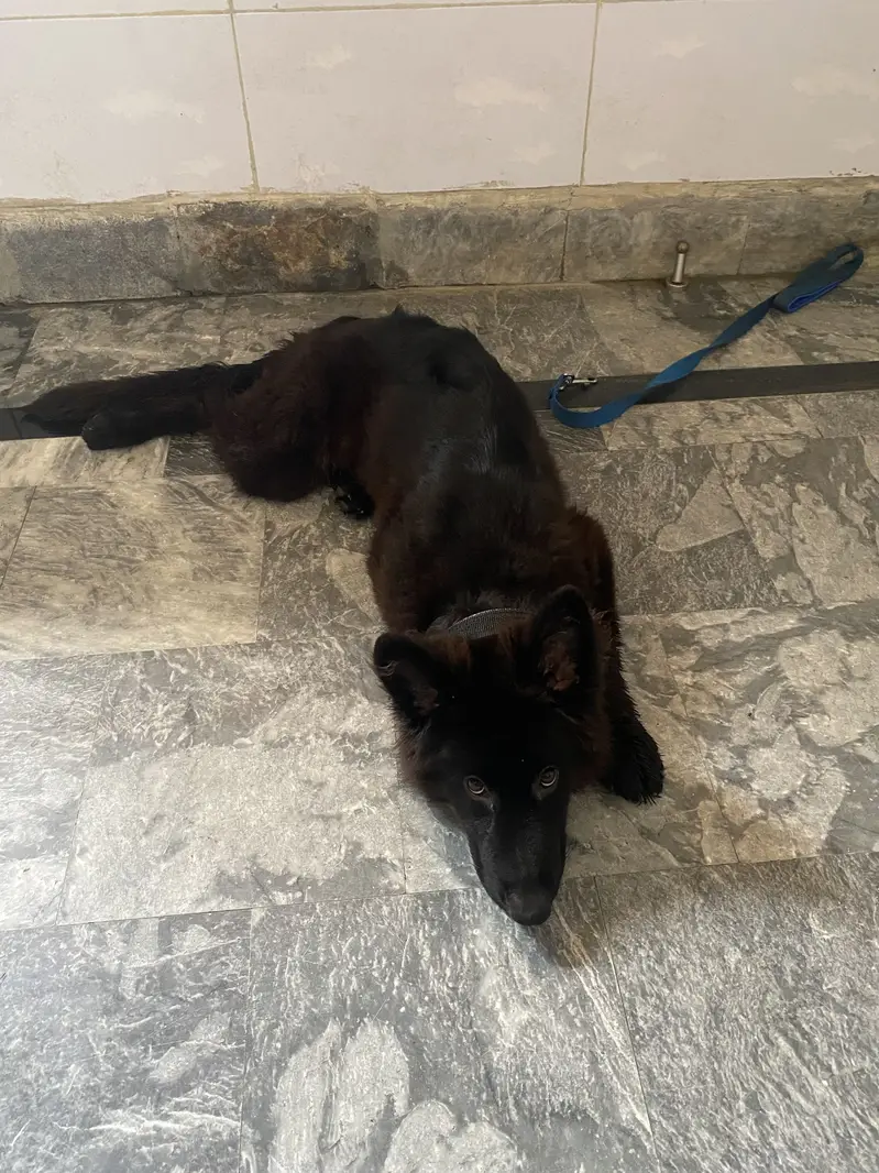 Black german shepherd Long Coat — photo 2