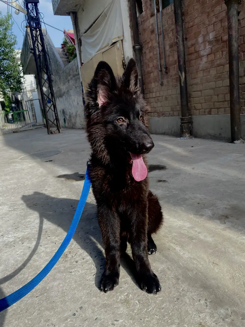 Black german shepherd Long Coat — photo 3
