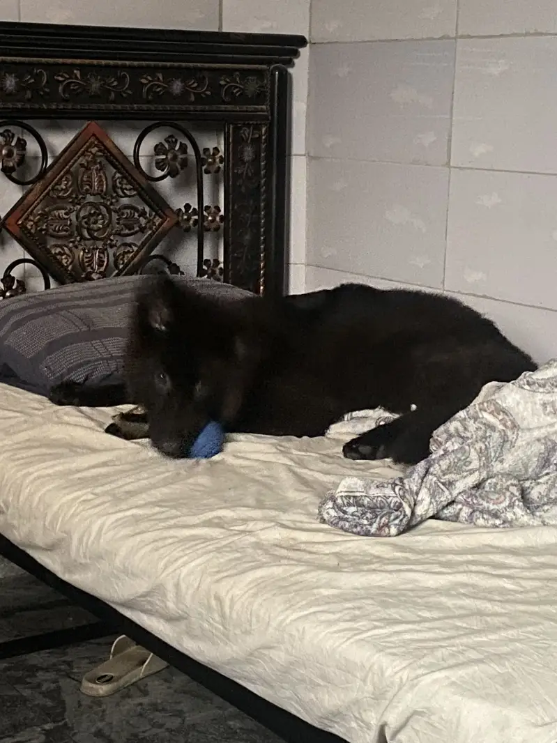 Black german shepherd Long Coat — photo 4