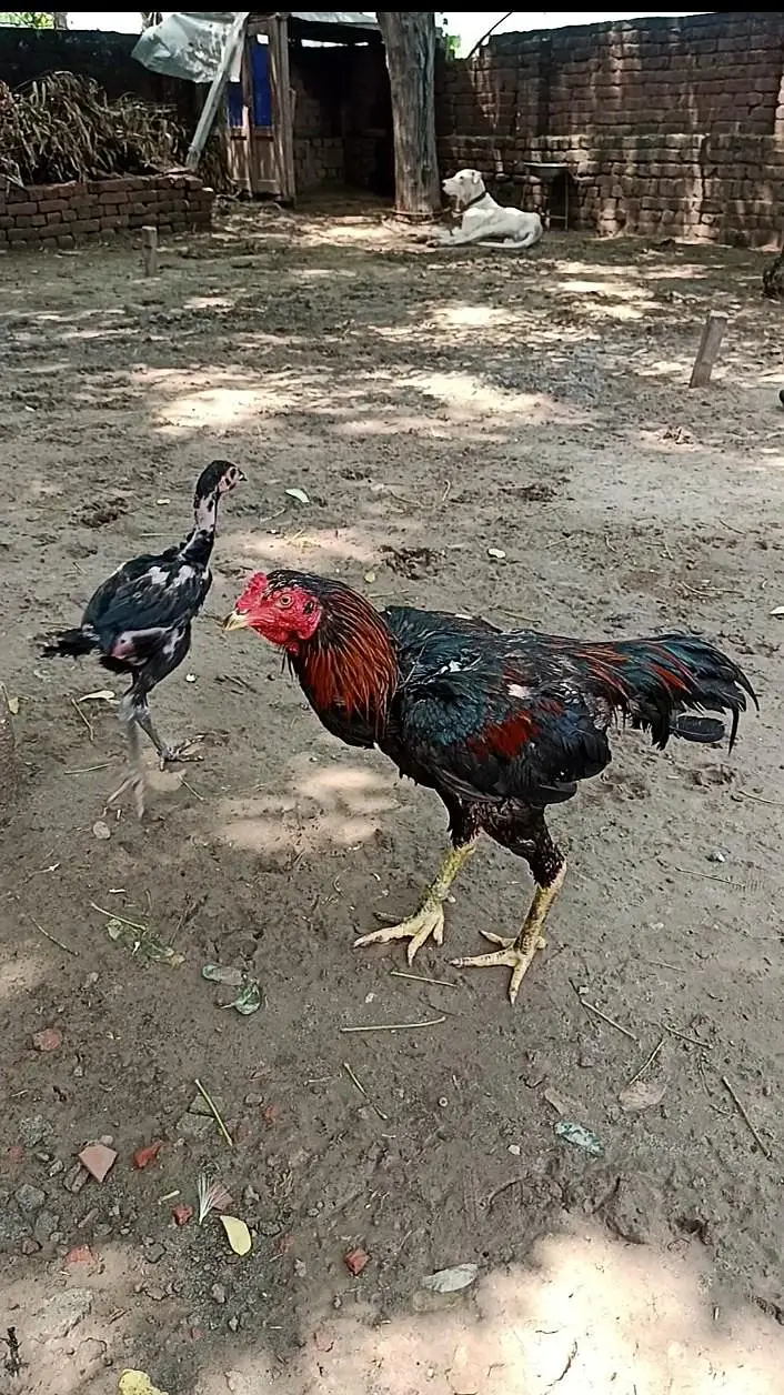 pakoye cross and thai cross — photo 6