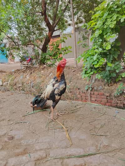 Java pattha hai