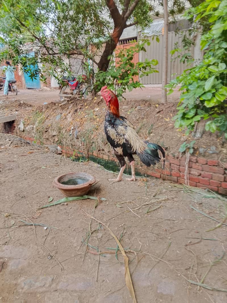 Java pattha hai 1