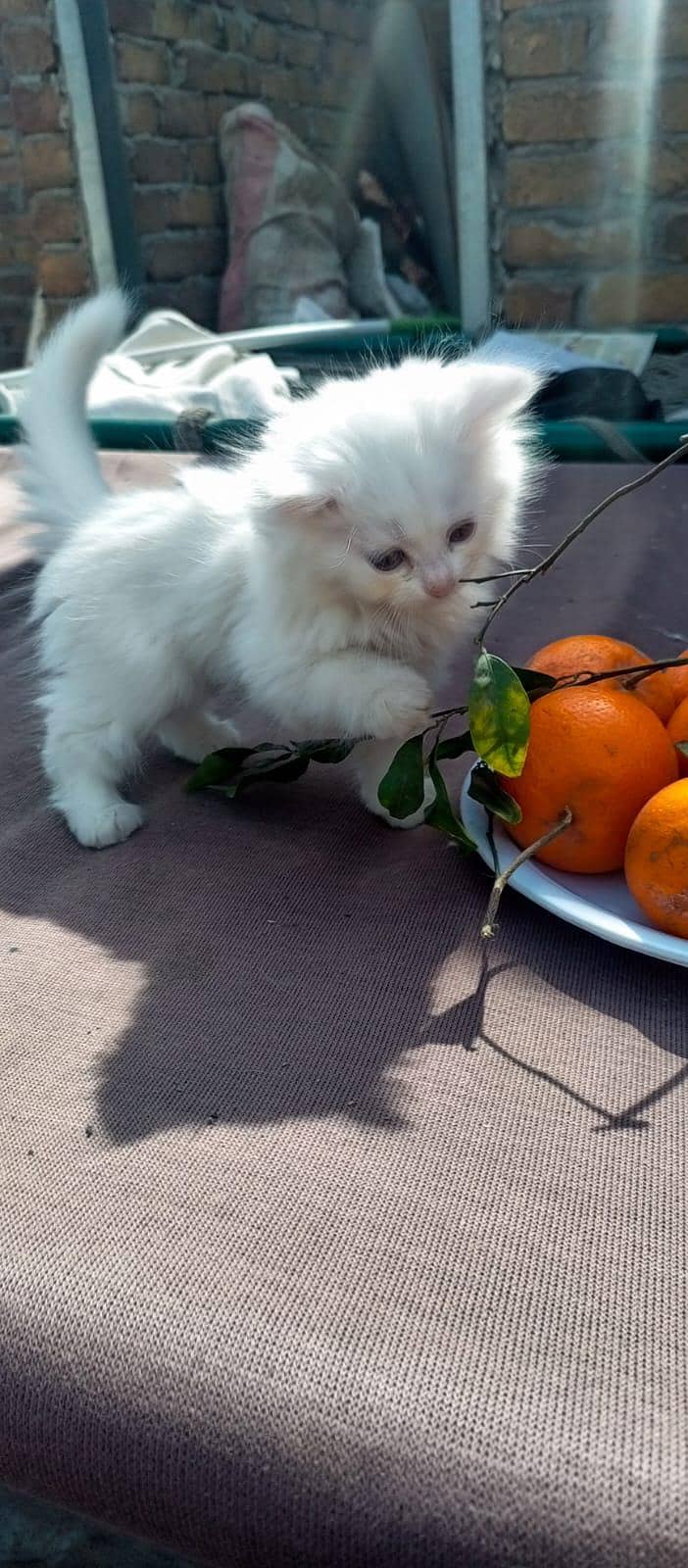 Persian 1