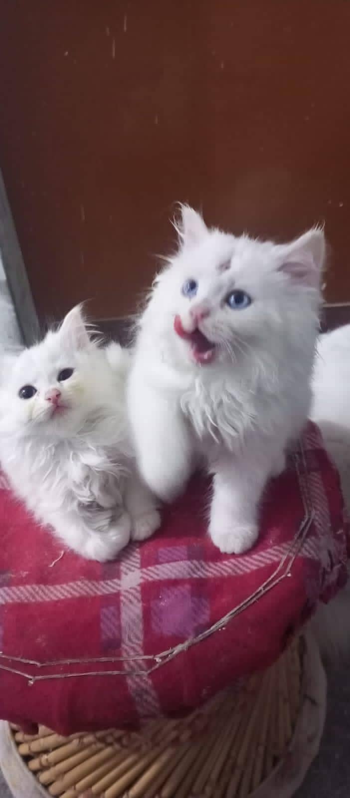 Persian 2