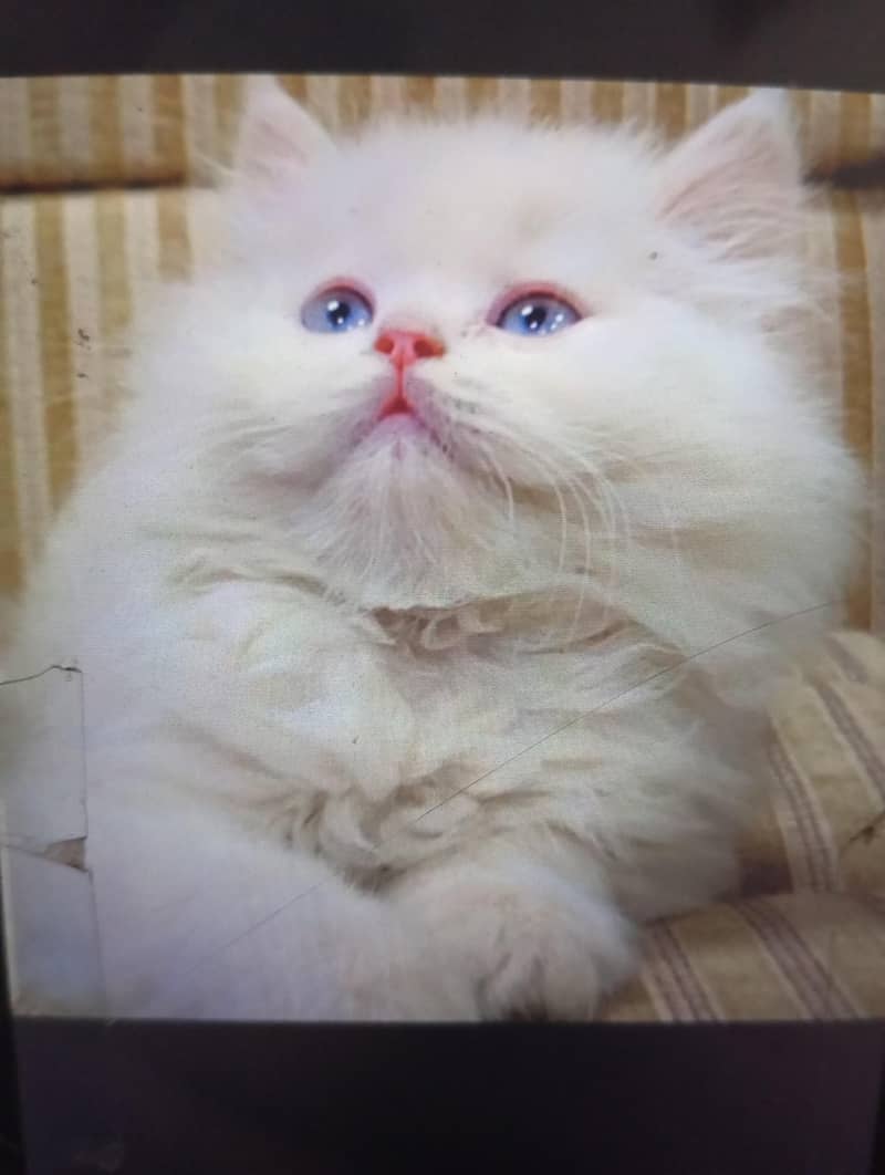 Persian 4