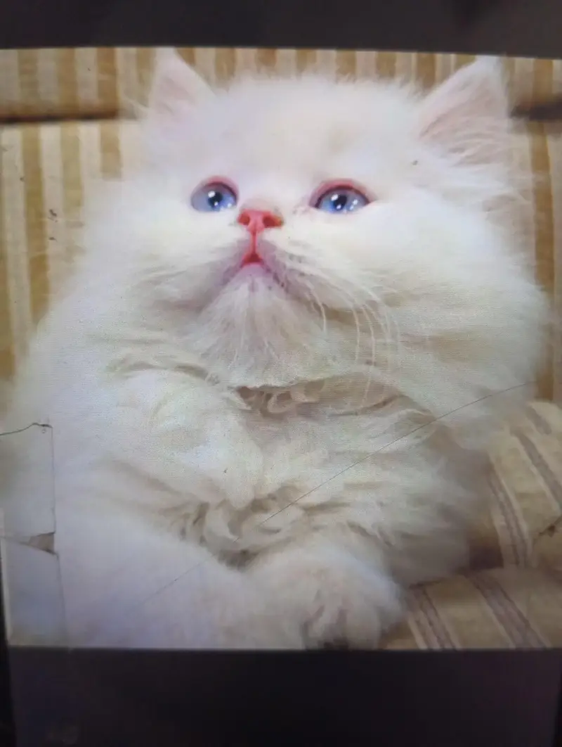 Persian — photo 5