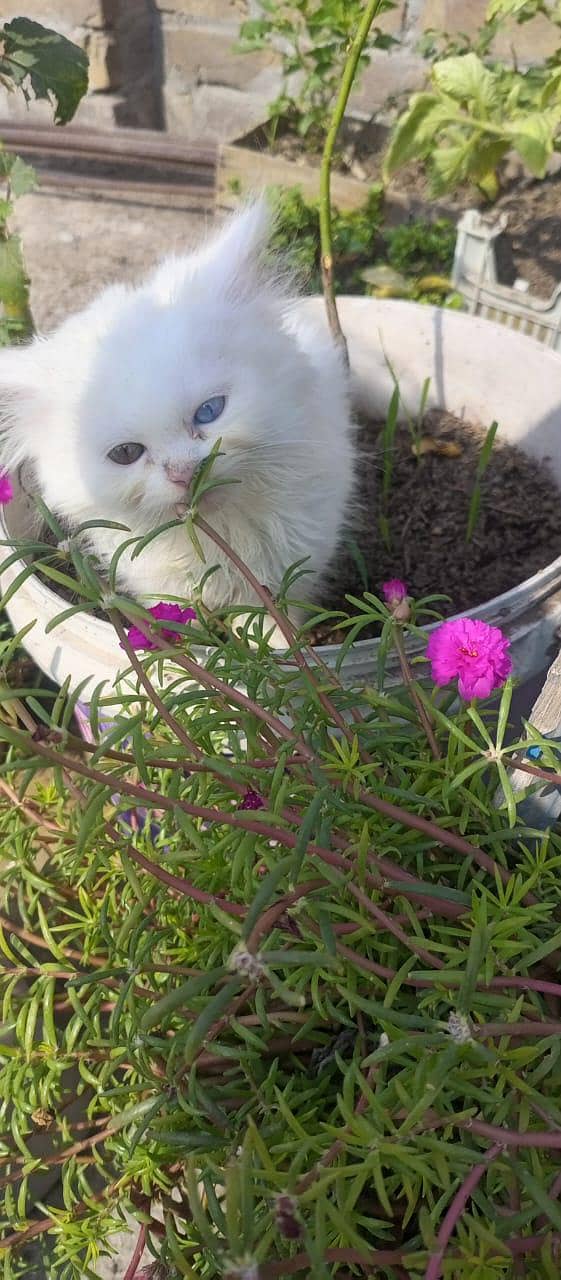 Persian 5