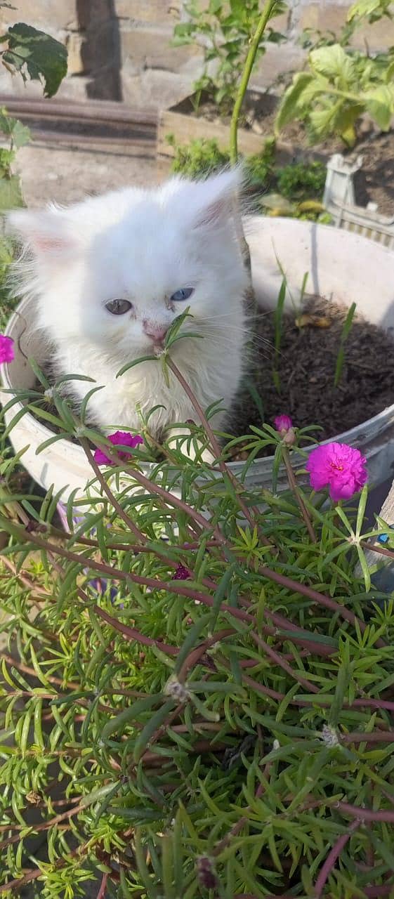 Persian 6