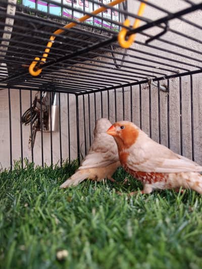 full orange and half orange pairs available and cage also available