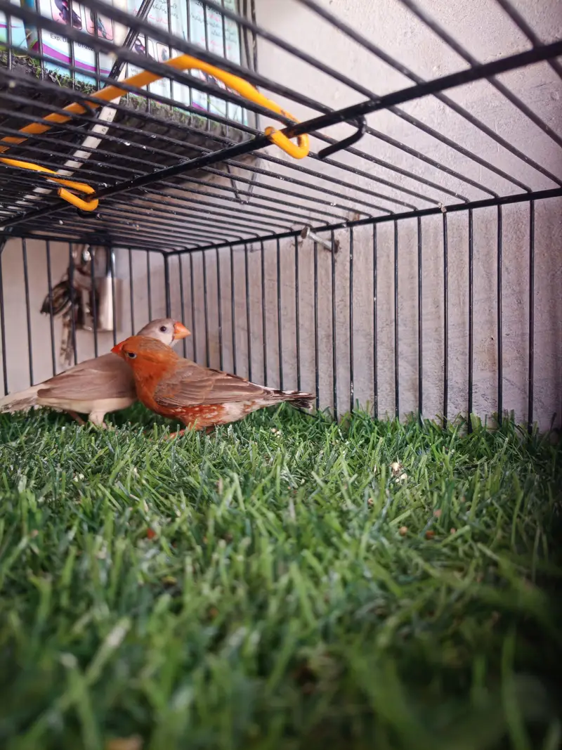 full orange and half orange pairs available and cage also available — photo 2