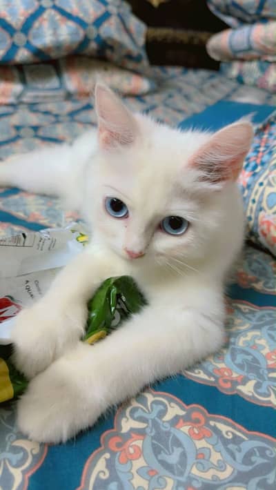Doll face Persian Cat