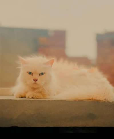 Persian Cat