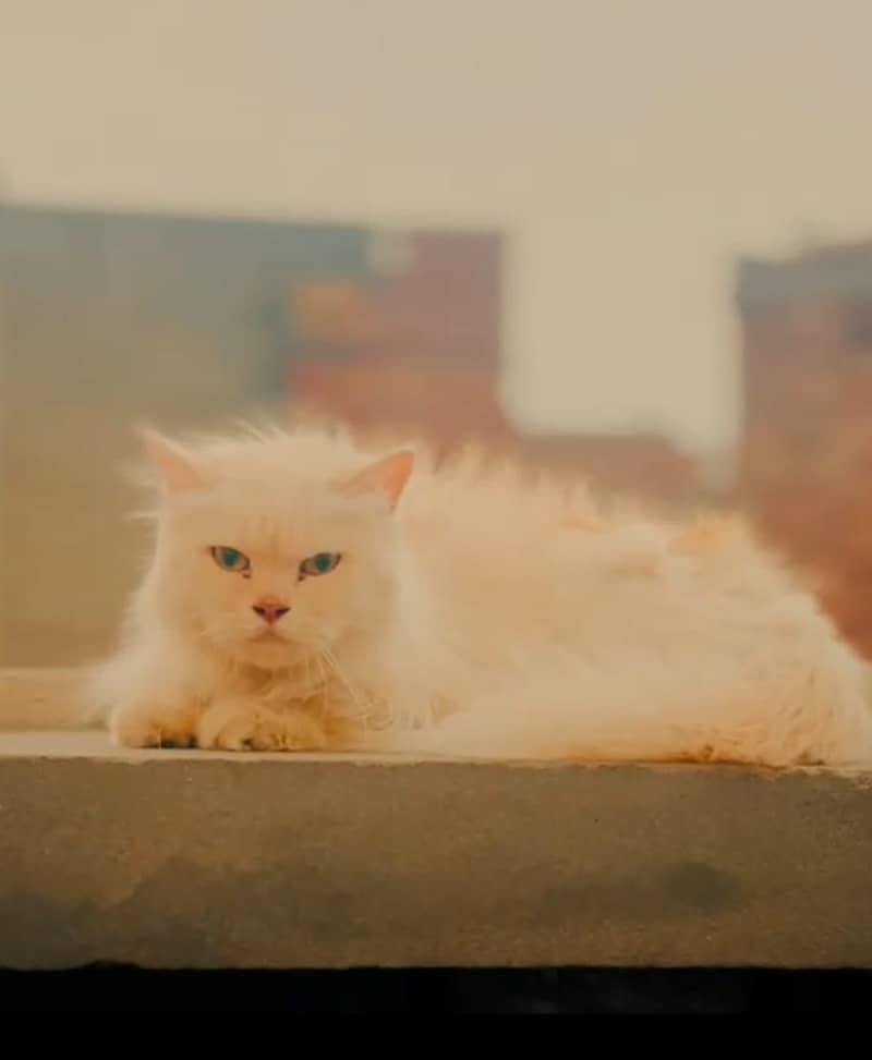 Persian Cat 0