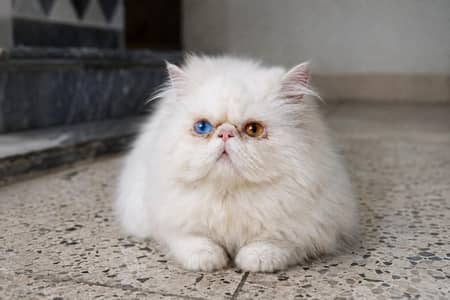 Piki Face Odd eye Stud Male | Peki | Peke | Stud | matting| Persian