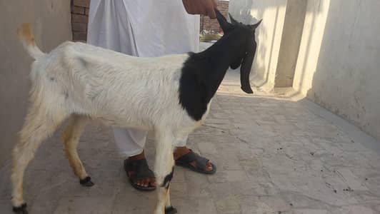 Sindhi Bakri  | 2 Dandth | Healthy & Active