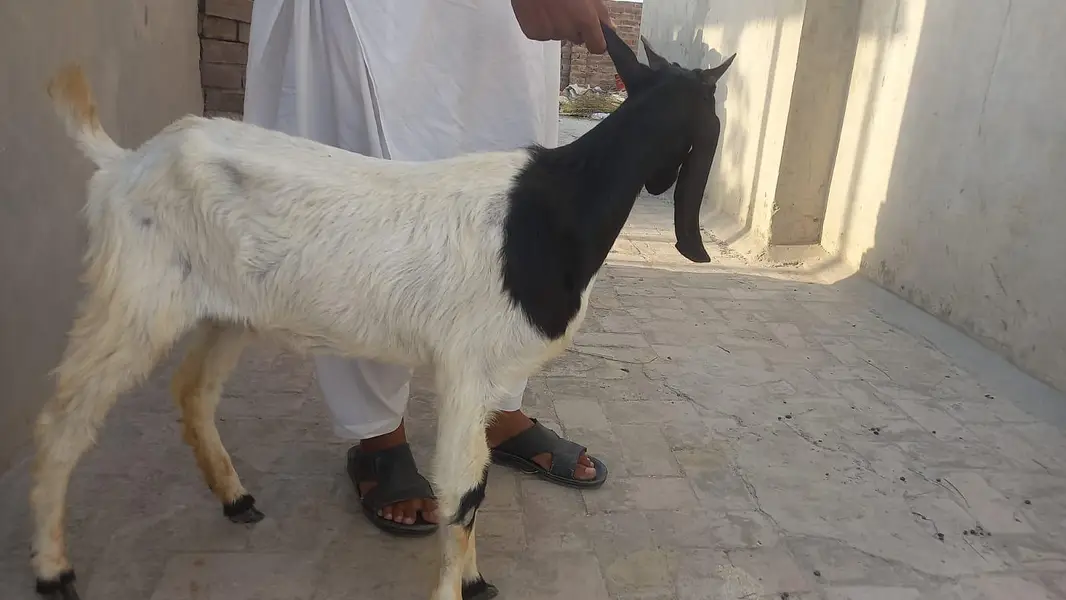 Sindhi Bakri  | 2 Dandth | Healthy & Active