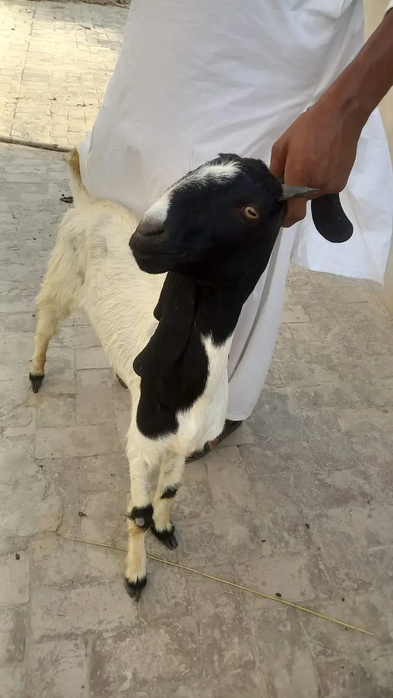 Sindhi Bakri  | 2 Dandth | Healthy & Active — photo 2
