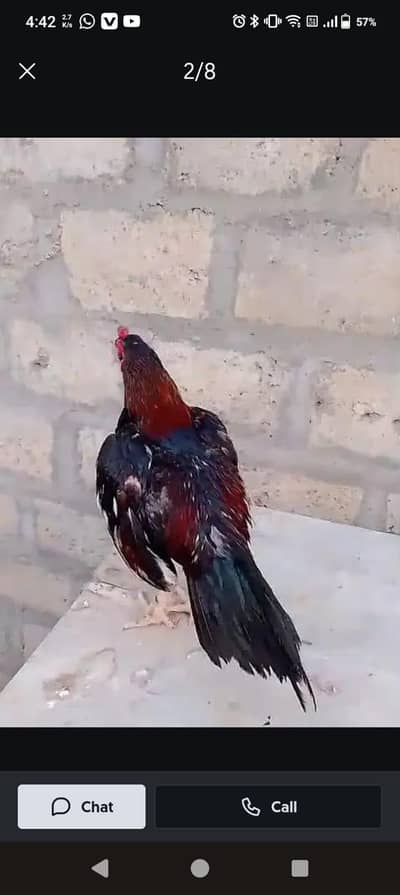 amroha/mushka/MERTHI/Lasani/zero saize