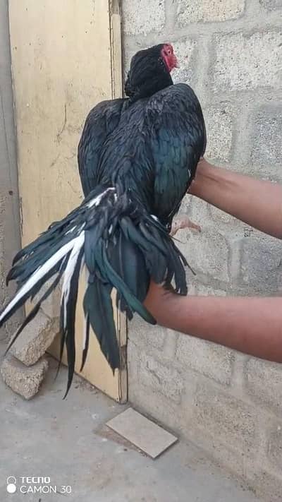 amroha/mushka/MERTHI/Lasani/zero saize