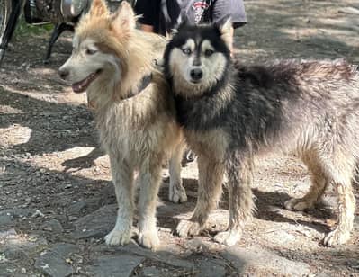 HUSKY PAIR FOR SALE