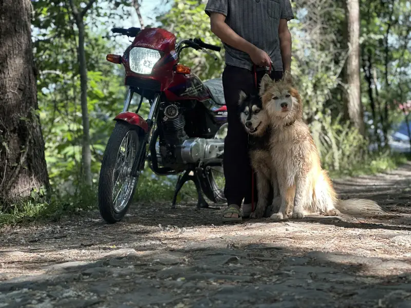 HUSKY PAIR FOR SALE — photo 2