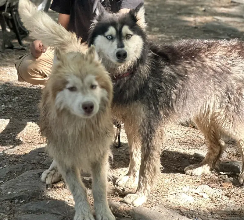 HUSKY PAIR FOR SALE — photo 3