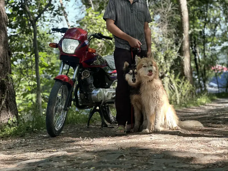 HUSKY PAIR FOR SALE — photo 4